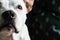 Beautiful portrait dog looks at camera from an indoor home setting