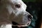 Beautiful portrait dog looks at camera from an indoor home setting