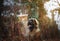 Beautiful portrait dog puppy leonberger in winter autumn nature with blue sky forest and sunrise