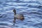 A beautiful portrait of an eurasian coot nesting in the lake