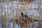 A beautiful portrait of an eurasian coot nesting in the lake