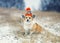 Beautiful portrait funny a Corgi dog puppy sits in a winter Park in a knitted warm sports hat under the falling snow