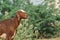 Beautiful portrait of a goat.background in green trees