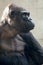 Beautiful Portrait of a Gorilla. Male gorilla on black background, severe silverback anthropoid ape