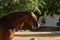 Beautiful portrait of a hispano arabian horse in Spain