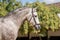 Beautiful portrait of a hispano arabian horse in Spain