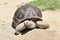 Beautiful portrait of a huge and aged land tortoise