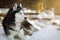 Beautiful portrait of husky dog, snowy sunny forest, winter background. Copy space.