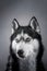 Beautiful portrait husky. Studio portrait siberian husky dog on grey background in studio.