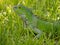 Beautiful portrait of invasive green iguana in grassland