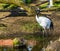 Beautiful portrait of a japanese crane walking in the water, Endangered bird specie from Asia