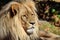 Beautiful Portrait of Katanga Lion Male Lying on Grass