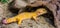 Beautiful portrait of a leopard gecko, Popular tropical reptile specie from Asia