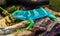 Beautiful portrait of a male banded fiji iguana, tropical lizard from the fijian islands, Endangered reptile specie