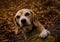 Beautiful portrait of an old beagle in the forest in the winter, looking very gentle