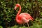 Beautiful portrait of one wild pink flamingo among green trees. Famous wild birds of phoenicopterus family. Pink flamingo red wing