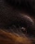 Beautiful Portrait of orang utan indonesia in close up