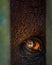 Beautiful Portrait of orang utan indonesia in close up