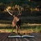 Beautiful portrait of red deer stag Cervus Elaphus in colorful Autumn Fall woodland landscape coming out of pages in magical story