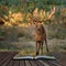 Beautiful portrait of red deer stag Cervus Elaphus in colorful Autumn Fall woodland landscape coming out of pages in magical story