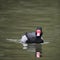 Beautiful Portrait of Rosy-Billed Pochard duck bird Netta Peposaca on water in Spring