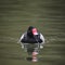 Beautiful Portrait of Rosy-Billed Pochard duck bird Netta Peposaca on water in Spring