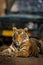 Beautiful portrait of Royal bengal tiger panthera tigris, ranthambore tiger reserve, rajasthan, india