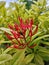 beautiful portrait shot high quality photo of red flower blossom petals with yellowish leaves.