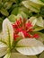 beautiful portrait shot high quality photo of red flower blossom petals with yellowish leaves.