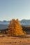 Beautiful portrait size shot of a golden tree in the foreground and white snowy mountains in the background. Fall time. Sunset.