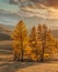 Beautiful portrait size shot of golden trees in the foreground, white snowy mountains and cloudy orange sky in the background.