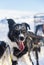 A beautiful portrait of a sled dog, alsakan husky during the sled dog race in Norway.