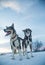 A beautiful portrait of a sled dog, alsakan husky during the sled dog race in Norway.