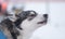 A beautiful portrait of a sled dog, alsakan husky during the sled dog race in Norway.