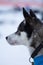 A beautiful portrait of a sled dog, alsakan husky during the sled dog race in Norway.