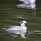 Beautiful portrait of Smew duck bird Megellus Albellus on water