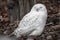 Beautiful portrait of snowy owl sleeping