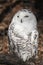 Beautiful portrait of snowy owl smiling