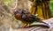 Beautiful portrait of a socorro dove from the side, Pigeon that is extinct in the wild, Tropical bird specie that lived on socorro