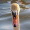Beautiful portrait Swan Cygnus olor on water background.