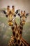 Beautiful portrait of two giraffes in the African savanna. Amazing African wildlife. Generative Ai