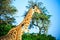 A beautiful portrait of two giraffes on savana background