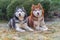 Beautiful portrait of two husky dogs. Adorable siberian husky dogs on winter frost green background