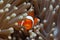 Beautiful portrait of a vibrant clownfish peeking through long brown anemone