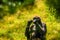 Beautiful portrait of a western lowland gorilla, Critically endangered animal specie from Africa