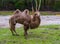 Beautiful portrait of a white bactrian camel standing in a pasture, domesticated animal from Asia