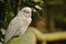 Beautiful Portrait of a White Budgerigar Parakeets