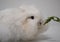 Beautiful portrait of a white fluffy rabbit sniffing its feed