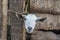 A beautiful portrait of a white head goat closeup on the island of Zanzibar, Tanzania, Africa