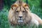 Beautiful Portrait of Young Katanga Lion Head Close Up Portrait